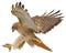 Red tail hawk landing attack draw on white vector.