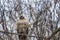 Red Tail Hawk look into camera