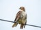 Red Tail Hawk sitting alone on wire