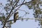 Red Tail Hawk in Torrey Pine