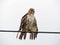 Red Tail Hawk with wet feathers after a rain