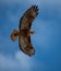 Red tail hawk with wings spread showing patterned feathers