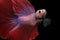 Red tail strip pink Siamese fighting fish