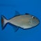 Red Tail Triggerfish