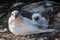 Red Tail Tropicbird and Chick