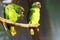 The red-tailed amazon Amazona brasiliensis, also known as a red-tailed parrot sitting on a branch with a green background.Pair