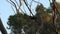 Red-tailed Black Cockatoo, Kangaroo island, Australia