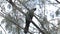 Red tailed black cockatoo on a tree