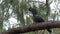 Red-tailed black cockatoo on a tree branch