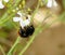 Red Tailed Bumble Bee.