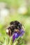 Red Tailed Bumble Bee