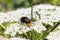 Red-Tailed-Bumble-Bee. (Bombus lapidarius)