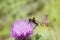 Red Tailed Bumble Bee on a Cardoon Flower