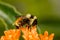 Red-tailed bumble bee on milkweed