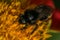 Red Tailed Bumblebee