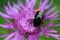 Red tailed bumblebee