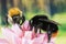 Red-tailed Bumblebee, Bumblebee, Bombus lapidarius