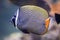 Red-tailed butterflyfish (Chaetodon collare)