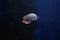 Red-tailed butterflyfish (Chaetodon collare, Pakistani butterflyfish). Fish in aquarium underwater. Blur.