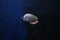 Red-tailed butterflyfish (Chaetodon collare, Pakistani butterflyfish). Fish in aquarium underwater. Blur.