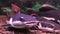 Red-tailed catfish swimming in an aquarium