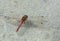 Red-Tailed Dragonfly Resting on the Ground