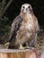 red-tailed hawk