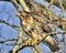 Red Tailed Hawk