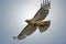 Red-Tailed Hawk