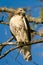 Red Tailed Hawk