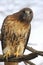 Red-tailed Hawk