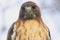 Red-tailed Hawk