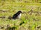 Red-Tailed Hawk Bird of Prey Raptor Sitting on the Ground of a Field on the Prairie Hunting