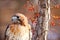 Red Tailed Hawk on Branch