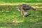 Red-tailed Hawk - Buteo jamaicensis