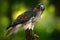 Red-tailed Hawk, Buteo jamaicensis, bird of prey portrait with open bill with blurred habitat in background, green forest, USA