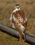 A Red-tailed hawk Buteo jamaicensis perched on fence
