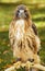 Red-Tailed Hawk (Buteo jamaicensis) Sits on Perch
