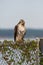 Red-tailed Hawk on chain link fence with head slightly cocked