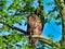 A Red-Tailed Hawk Does Its Best Job Hiding and Camouflage in the Tree Tops