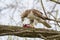 Red-Tailed Hawk Eating American Robin