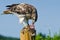 Red-Tailed Hawk Eating Captured Rabbit