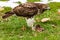 Red-tailed hawk eating a ground squirrel