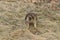 Red-tailed Hawk eating a vole