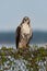 Red-tailed Hawk on fence staring ahead with beak slightly open