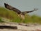 Red-Tailed hawk in flight