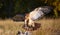 Red-tailed hawk in flight