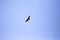 Red Tailed Hawk In Flight