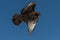 Red-tailed hawk in flight hawks flying
