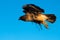 Red-tailed hawk in flight at the Klamath Basin National Wildlife Refuge.